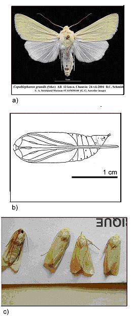 Figure 1.  Adult and pupal stages of C.grandis: a) adult moth from Strickland Museum collection (captured at Chauvin, AB by B.C. Schmidt); b) drawing of pupa from Strickland (1920); note the length of the external proboscis sheath; c) group of adult moths captured in Dundurn, SK in 2004 by N.A. Page.