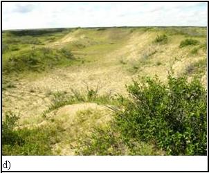 Figure 4d) grande dune semi-stable exposée au sud à la BFC Wainwright (Alberta) (1 capture)