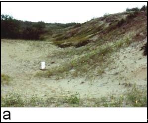 Figure 4a) open blow-out near Artland, SK (1 C. grandis captured)