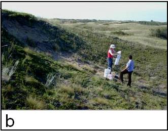 Figure 4b) semi-stable blowout near Dundurn, SK (12 C. grandis captured)