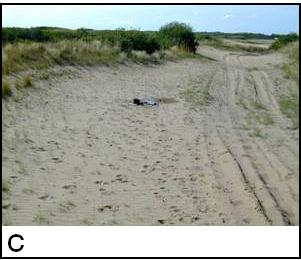 Figure 4c) human-made fireguard near Dundurn, SK (2 C. grandis captured)