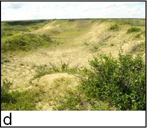 Figure 4 d) large south-facing semi-stable dune at Wainwright DND Base, AB (1 C. grandis captured)