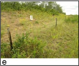 Figure 4 e) sand exposure along disturbed roadside in Sounding Lake, AB area (1 C. grandis captured)