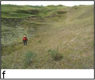 Figure 4. f) suspected C. grandis habitat in the Bush Lake Sandhills near Table Mountain, SK (no sampling undertaken). All photos by N.A. Page.