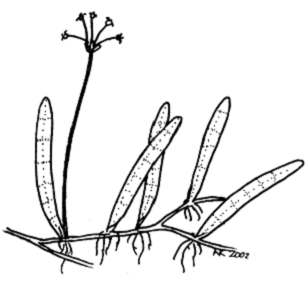 liléopsis de l’Est