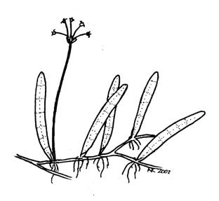 Illustration of Lilaeopsis chinensis