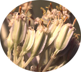 Tuberous Indian-plantain