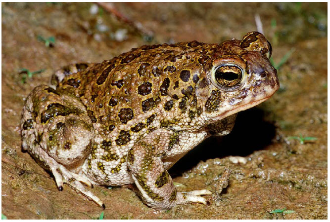 Photo of a Great Plains Toad