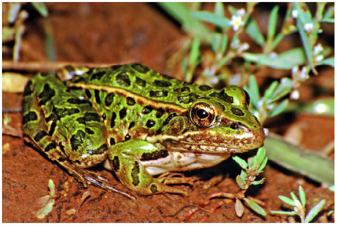 Photo of a Northern Leopard Frog