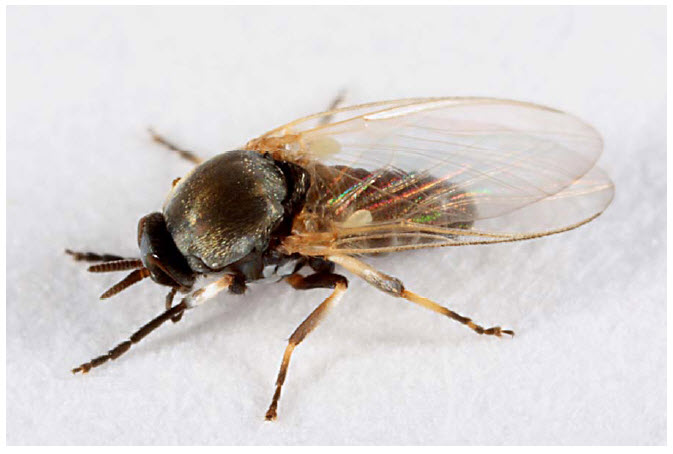 Photo of a black fly