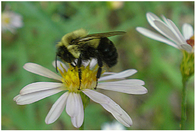 Photo showing the side view of a Common Eastern Bumblebee
