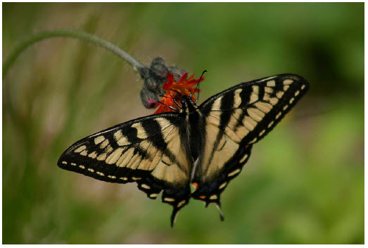 Photo of a butterfly known as the Canadian Tiger Swallowtail