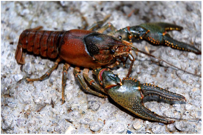 Photo of a Virile Crayfish