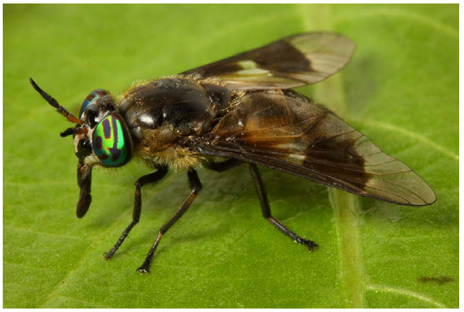 Photo of a Bothersome Deer Fly