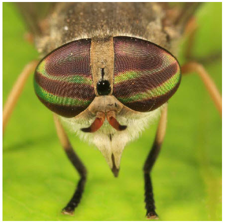 Photo d’une mouche à cheval montrant les bandes iridescentes des yeux de Tabanus similis 