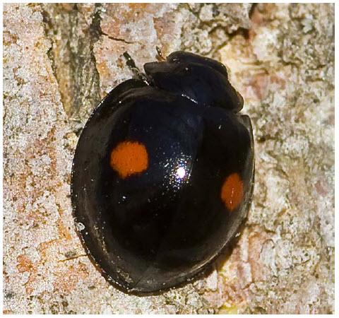 Photo showing the dorsal view of a Twice-stabbed Lady Beetle
