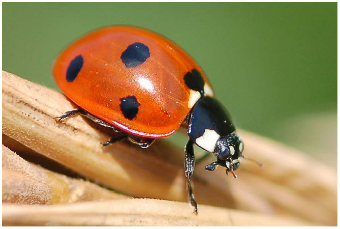 Photo showing the side view of a Seven-spotted Lady Beetle