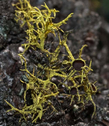 Photo d’un lichen Léthaire du Columbia, Letharia columbiana 