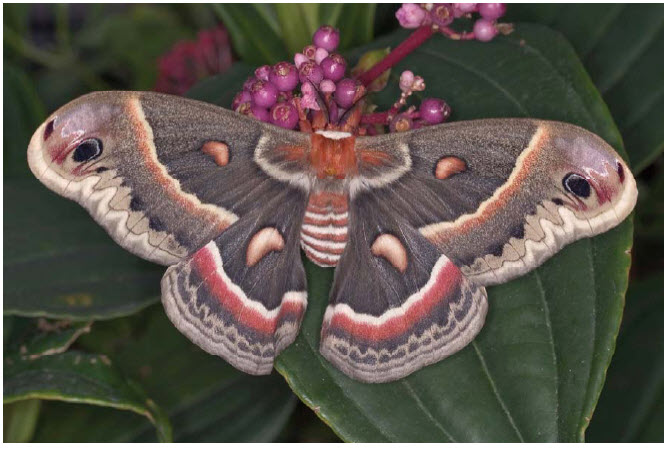 Photo showing the dorsal view of a Cecropia Moth