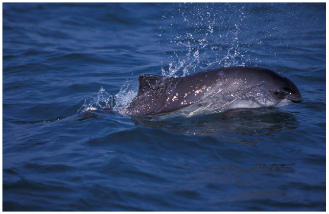 Photo of a Harbour Porpoise, Phocoena phocoena emerging from water 