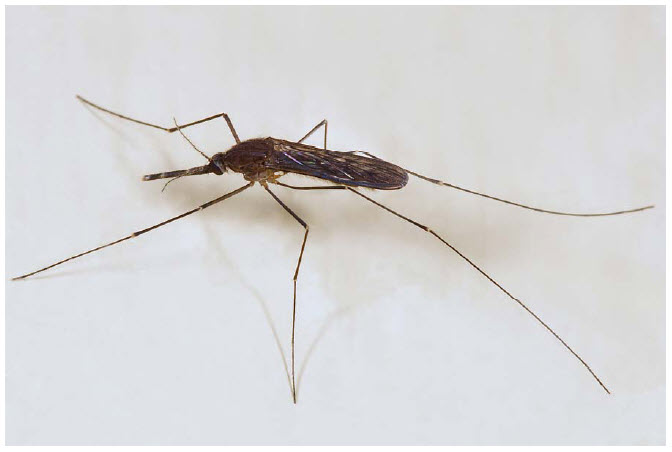 Photo of a Permanent Marsh Mosquito