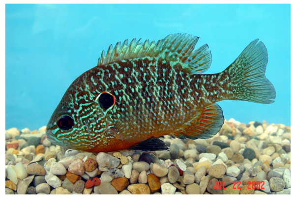 Northern sunfish (Lepomis peltastes): COSEWIC assessment and