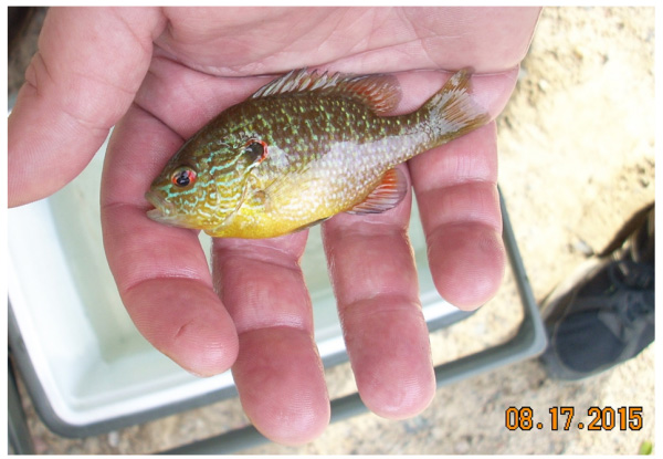 Photo of Northern Sunfish (see long description below)