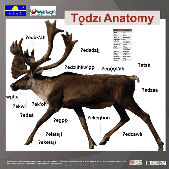 Tǫdzı anatomy poster in Tłı̨chǫ (see long description below)