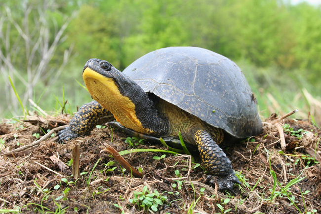 Photo of Blanding's Turtle