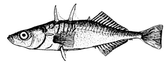 Giant Threespine Stickleback (Gasterosteus aculeatus)
