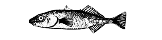 Unarmoured Threespine Stickleback (Gasterosteus aculeatus)