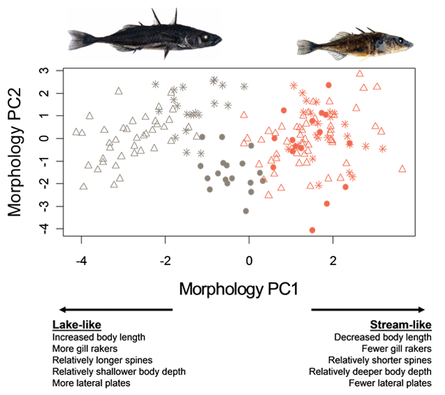 Morphological differentiation of Giant Threespine Stickleback