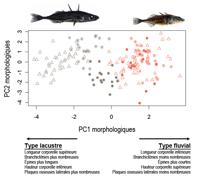 Différentiation morphologique entre l’épinoche à trois épines géante