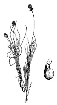 carex des sables (Carex sabulosa)