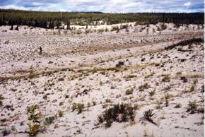 Figure 6: The well-vegetated portion of the dune system atTakhiniRiver(south dunes).