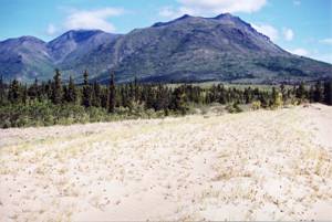 Figure 8.&nbsp;Carex sabulosa abundance on parts of the dune system at BennettLake, near the town of Carcross.