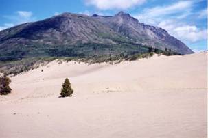 Figure 9: Extent of vegetational cover of dune system near Carcross.