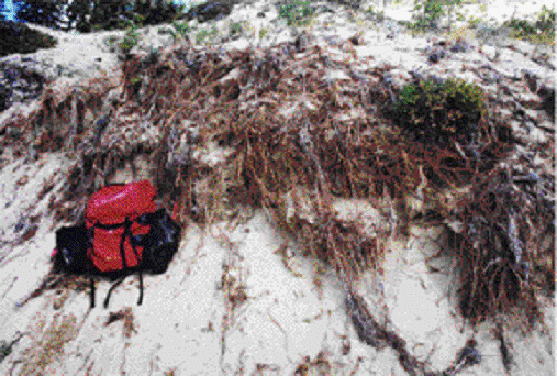 Figure 10 : Système racinaire exposé du Carex sabulosa dans les dunes de la route du Klondike, près de Carcross.