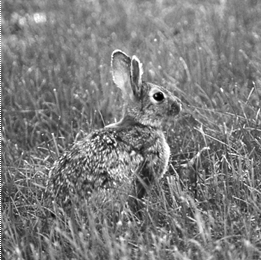 Nuttall’s Cottontail nuttallii subspecies (Sylvilagus nuttallii nuttallii)