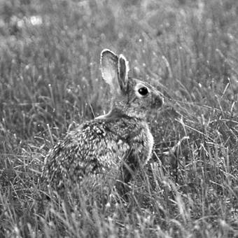 Figure 2.  Nuttall’s Cottontail (Sylvilagus nuttallii). Photo by Dave Nagorsen.