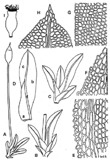 Figure 1. Illustrations du Fissidens exilis tirées de Steere (1950). A. Plante feuillée, portant un sporophyte (x 21). B-C. Gros plan de plantes feuillées (x 33). D. Feuille, présentant la morphologie caractéristique des Fissidens (x 63) : a. lame engainante, b. lame dorsale, c. lame apicale, d. nervure. E. Cellules de la marge de la lame engainante, avec bande intramarginale (x 408). F. Cellules du sommet de la lame engainante, à la jonction avec la nervure (x 408). G. Cellules de la lame apicale, depuis la marge jusqu’à près de la nervure (x 408). H. Cellules du sommet de la feuille (x 408). I. Capsule, avec péristome (x 63).
