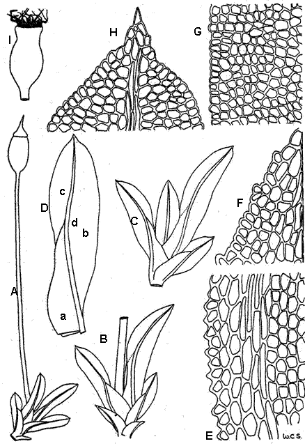 Figure 1. Illustrations of Fissidens exilis from Steere (1950)