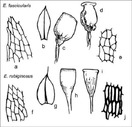  Figure 1. Morphologie comparative de l’Entosthodon fascicularis (a – e) et de l’E. rubiginosus (f – j); a, f : marge de feuille supérieure (x175); b, g : feuille caulinaire (a : x12, b : x16); c, h : capsule à l’état frais (c : x12, h :x16); d, i : capsule à l’état sec (d : x12, i : x16); e, j : cellules supérieures de la paroi de la capsule (x175). Dessins a, b et f d’après Lawton (1971); autres dessins par T. McIntosh