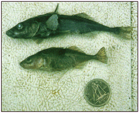 Figure 1. Épinoches du lac Misty – le poisson du haut est représentatif de la forme lentique tandis que le poisson du bas est un spécimen appartenant à la forme lotique trouvée dans le tributaire (photo gracieusement offerte par Eric Taylor, Ph.D., University of British Columbia).