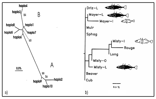 Figure 2. (a) Relations entre les haplotypes d’ADN mitochondrial trouvés chez les populations d’épinoches échantillonnées dans la portion nord de l’île de Vancouver et sur l’île Graham(îles de la Reine-Charlotte), y compris le tributaire du lac Misty (principalement haplotype 2, plus haplotype 3) de même que le lac Misty et son effluent (principalement haplotype 3, plus haplotypes 2 et 4), les lettres « A » et « B » réfèrent à deux clades majeurs d’ADN mitochondrial, le « clade trans-Pacifique Nord » (TNPC) et le « clade euro–nord-américain » (ENAP).