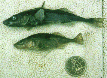 Figure 1. MistyLakesticklebacks – the upper fish is typical of the lake form and the lower fish is an example of the inlet stream form (photo courtesy of Dr. Eric Taylor, UBC)