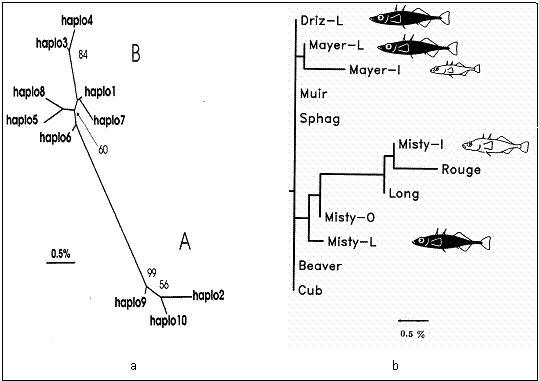 Figure 2. (a) Relationships among mtDNA haplotypes found in stickleback populations sampled from northern Vancouver Island and Graham Island, Queen Charlotte Islands, including Misty Lake inlet (predominantly haplo 2, plus haplo 3), and Misty Lake and outlet (predominantly haplo 3, plus 2 and 4).