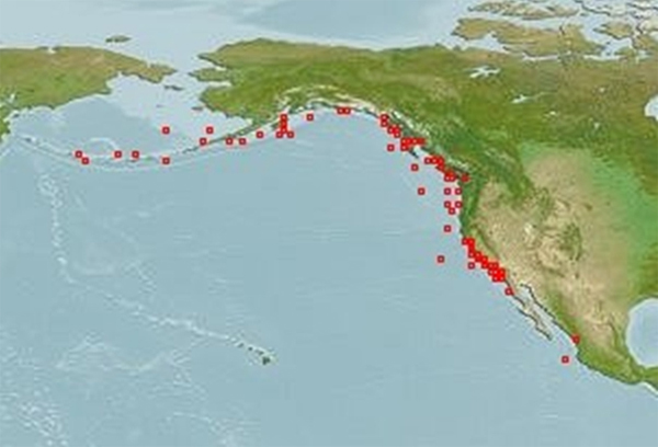 Global distribution of Bocaccio