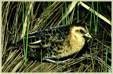 Photo of Yellow Rail (Coturnicops noveboracensis).