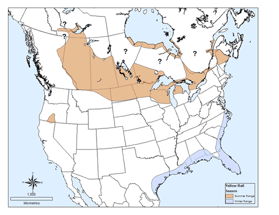 Figure 1 is a map of the approximate breeding and wintering range of Yellow Rails in North America. (See long description below)